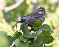 Red winged Blackbird 9853